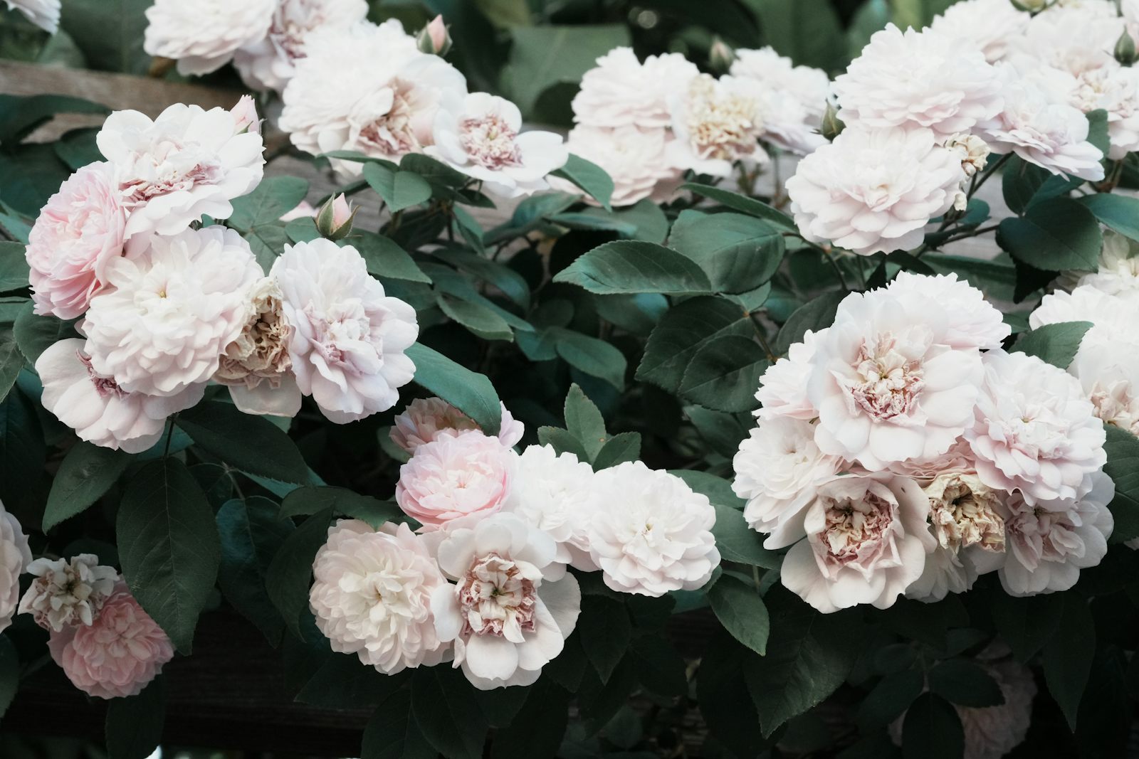 White roses