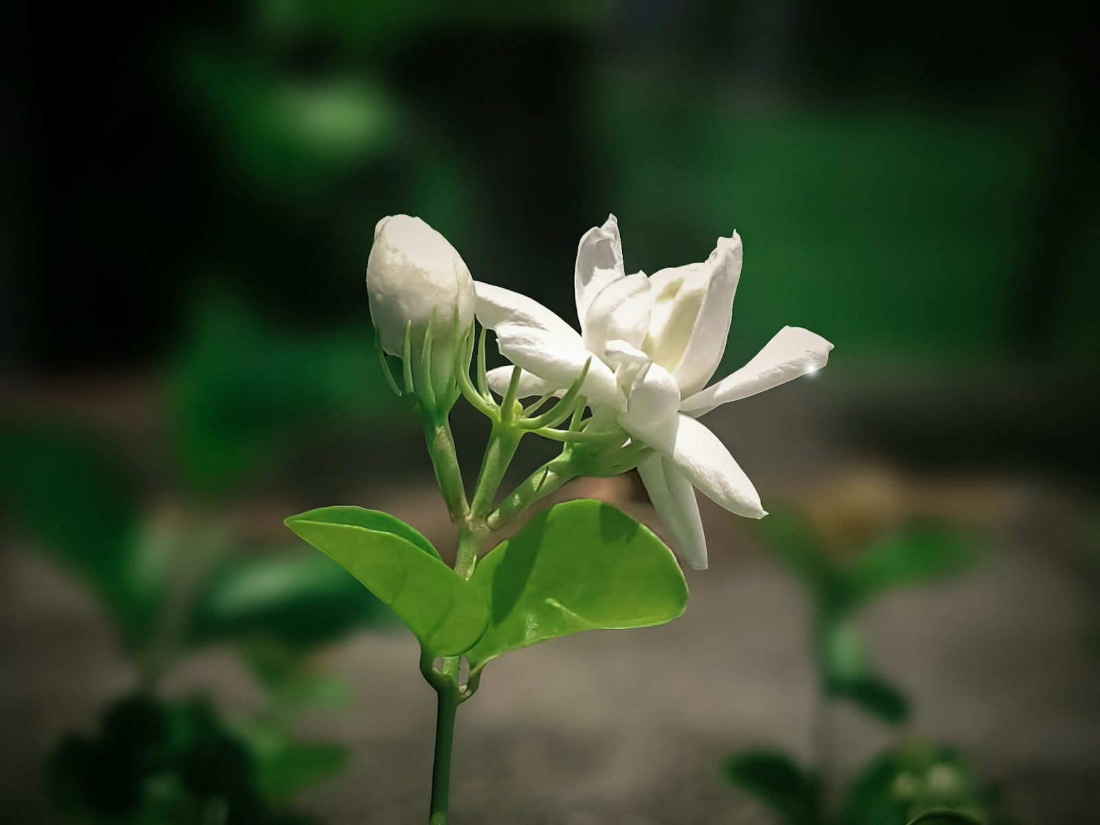 Jasmine flower