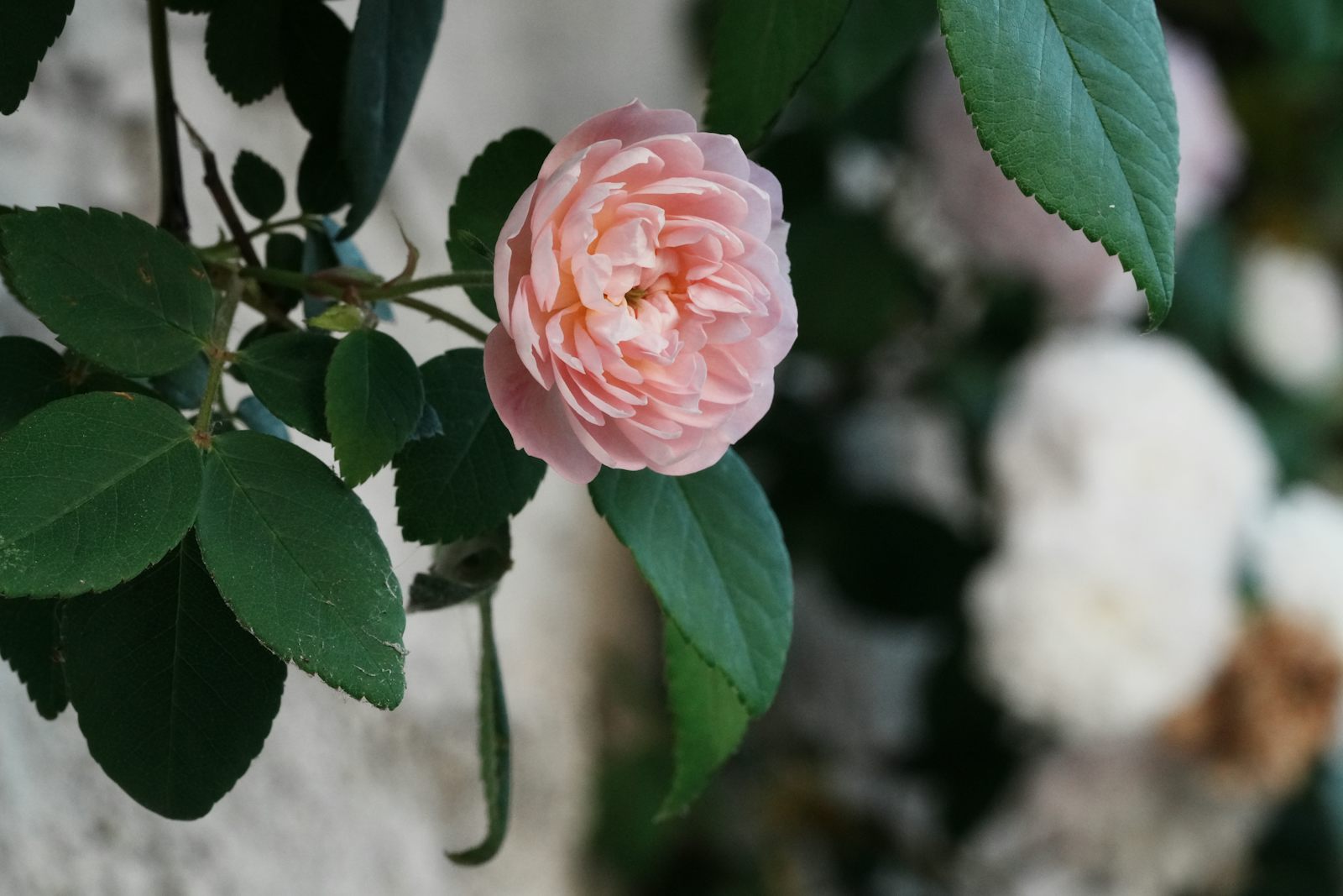 Garden rose